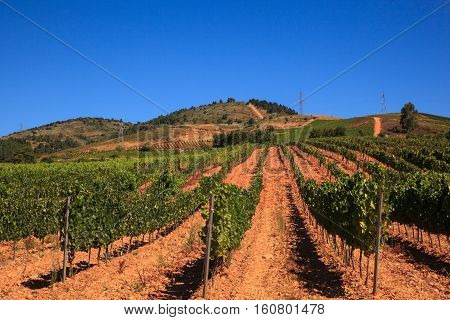 View of vineyards in the Spanish countryside territory of Villafranca del Bierzo