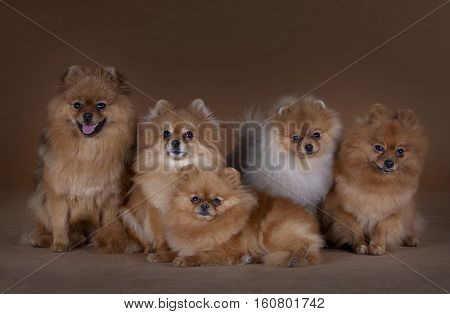 Five Pomeranian poses happy like a family