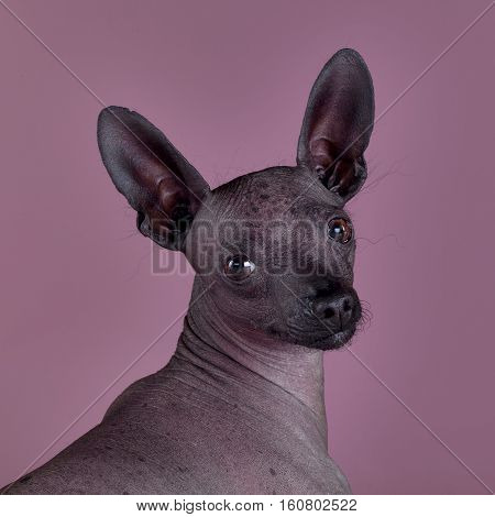 Mexican hairless dog portrait on the studio