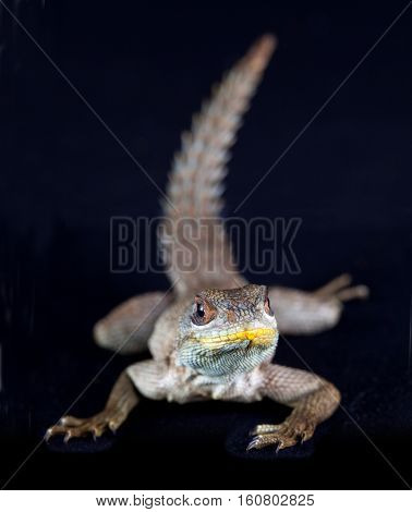 Macro iguana on the studio with black background