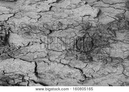 Wood detail. The old timber is located outdoors. Black and White background.