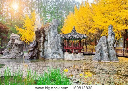 Autumn with ginkgo tree in Nami Island Korea.
