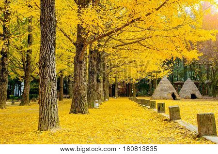 Autumn with ginkgo tree in Nami Island Korea.