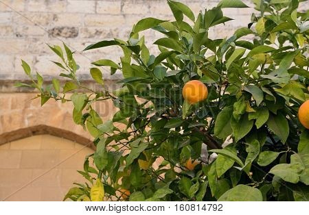 Ripening Oranges On A Tree On A Sunny Day