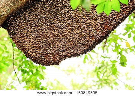 Working bees and a honeycomb on the tree.