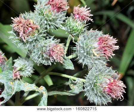 Agrimony Or Burdock Wild Blooming Plant