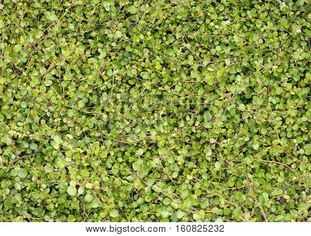 Low creeping plant that forms a dense cover on the ground