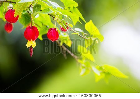 Abutilon megapotamicum. beautiful branch on green background