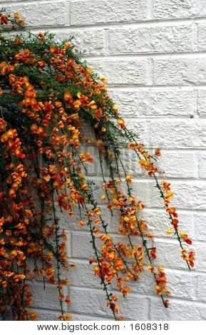 Smukke blomster og hvide mur