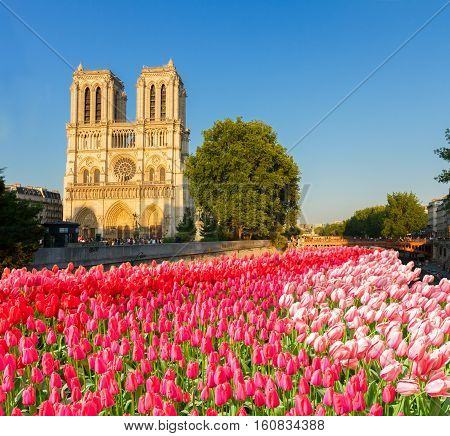 facade of Notre Dame cathedral and river Seine at spting day with flowers, Paris, France