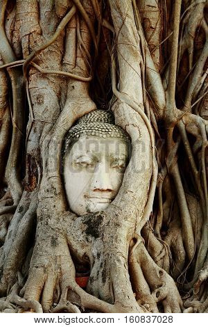Head of Buddha Statue with the Tree Roots at Wat Mahathat historic site of Ayutthaya province Thailand.