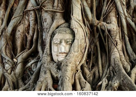 Head of Buddha Statue with the Tree Roots at Wat Mahathat historic site of Ayutthaya province Thailand.