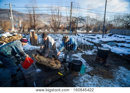 Sieu Romania - November 19 2016: Men wash a pig after slaughtering it as a Romanian tradition before Christmas.