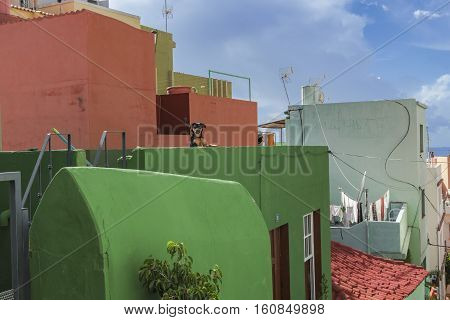 Picturesque old quarter of Tazacorte la Palma with funny dog on the balcony of the green hous