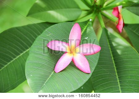 plumeria flower pink or desert rose beautiful on the leaves ( Common name Apocynaceae Frangipani Pagoda Temple )