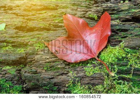 closeup red maple leaft and green moss in the forest with sunlight