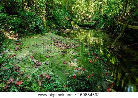 red maple leaft and green moss in the forest