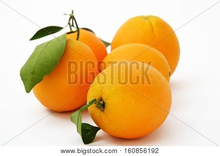 The best and highest quality high-resolution bigstock orange paintings for advertising agencies and design companies