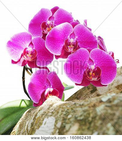 orchid flowers isolated on white with clipping path