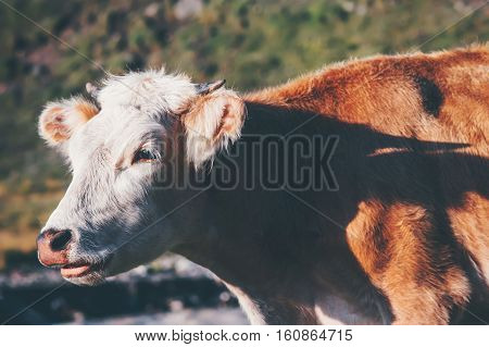 Cow Farm Animal at alpine green valley summer pasture