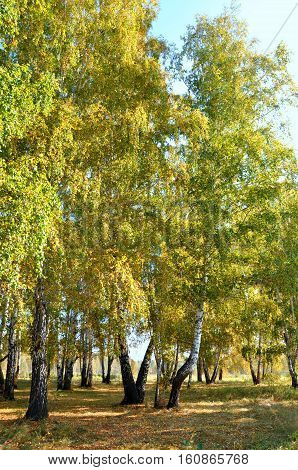 Landscape early autumn. Glade with yellow grass and leaves on the background of autumn birch trees illuminated by the sun and blue sky. West Siberia