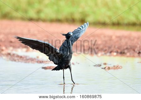 Black Heron (Egretta ardesiaca) in natural habitat