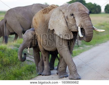 Herd of elephants crossing the road and mother protects her baby elephant in Tarangire National Park, Tanzania.