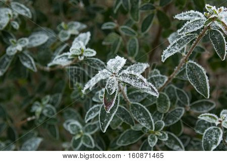 Frozen green leaves of a plant in winter