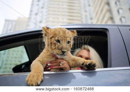 Blonde holds lion cub and sits on driver place in car, focus on animal