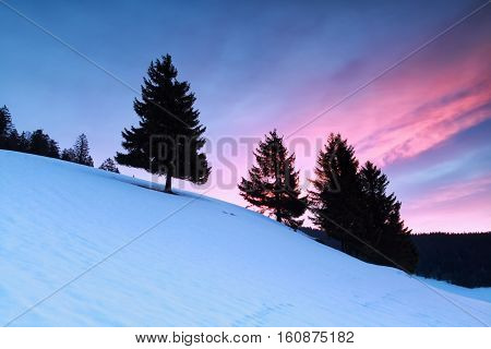 spruce trees on snowy hill at sunrise Germany