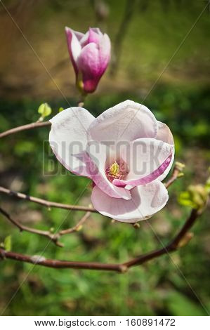 Blooming flower and burgeon of magnolia tree in springtime
