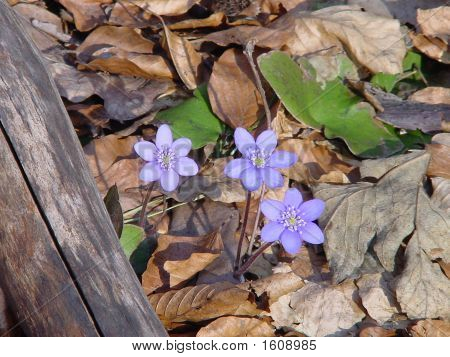 Violet forårsblomster