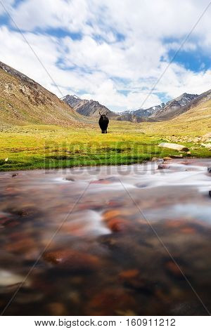 Yak with natural landscape in Leh Ladakh Jammu and Kashmir India