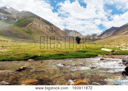 Yak with natural landscape in Leh Ladakh Jammu and Kashmir India