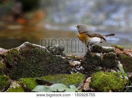 The Tickell's Blue Flycatcher (Cyornis tickelliae) Thailand.