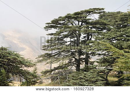 The cedar forest in Lebanon in the fog.