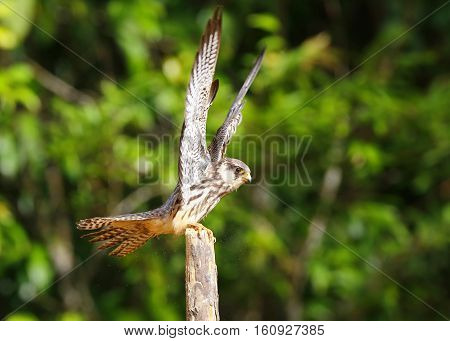 Female Amur falcon (Falco amurensis) Very Rare Passage Migrant