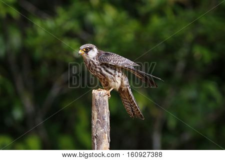 Female Amur falcon (Falco amurensis) Very Rare Passage Migrant
