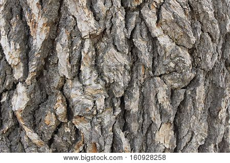 Background of a cedar tree bark, Lebanon.