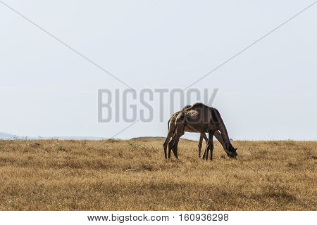 wildlife Camel eating landscape in Oman salalah Arabic