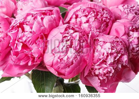 fresh bright blooming peonies flowers on white background. white and pink bud.
