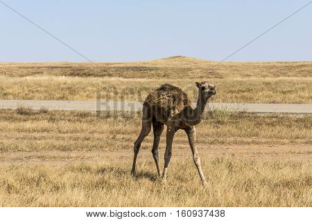 wildlife Camel looking inside Camera in Oman salalah landscape Arabic 4