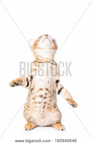 Impish Kitten Something Catches At The Top