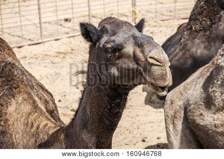 wildlife Camel funny sweet looking smiling inside Camera Oman salalah Arabic 2