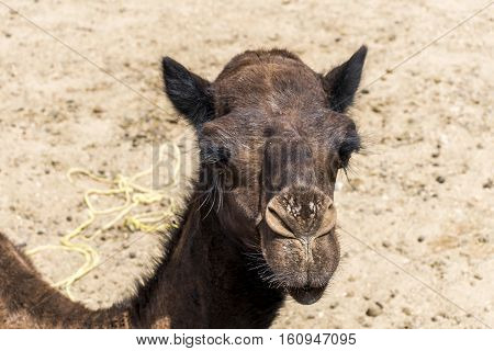wildlife Camel funny sweet looking smiling inside Camera Oman salalah Arabic 7