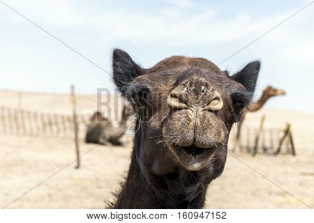 wildlife Camel funny sweet looking smiling inside Camera Oman salalah Arabic 8