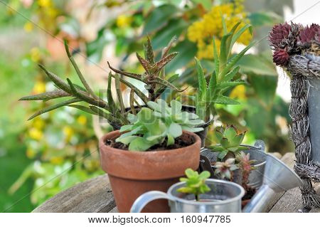 collection of succulent plants in pots on a gardening table