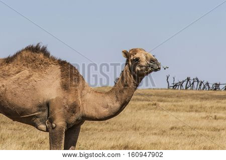 wildlife Camel looking inside Camera in Oman salalah landscape Arabic 2