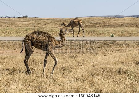 wildlife Camel eating landscape in Oman salalah Arabic 3