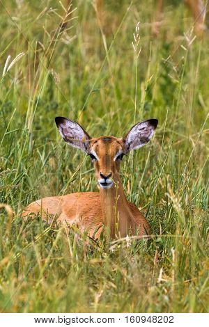 Reclining impala. At rest. Park Tarangire, Africa